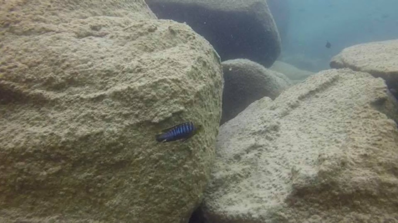 Tropheops sp. 'membe' Masimbwe Island